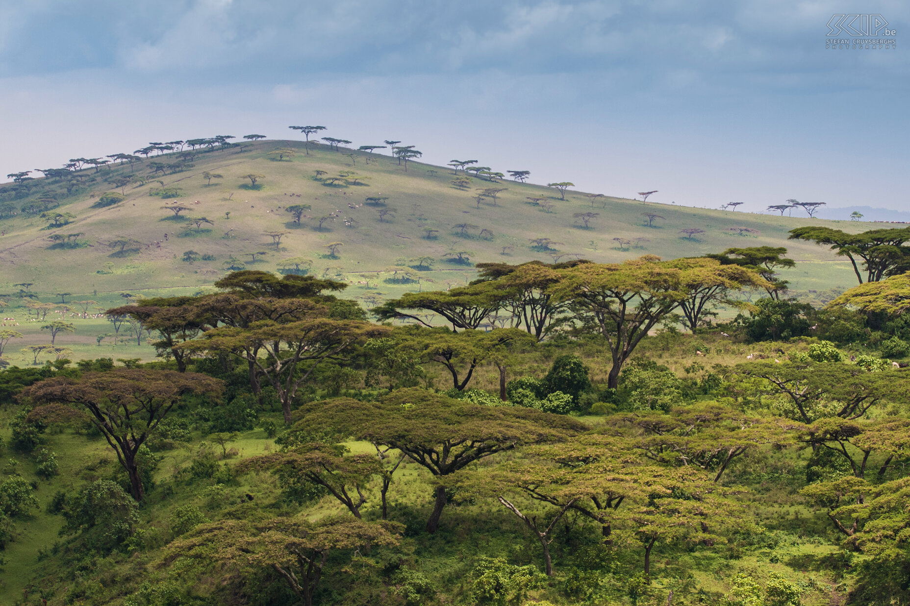 Senkele Wildlife Sanctuary The highest hill in Senkele Wildlife Sanctuary.  Unfortunately local farmers have a lot of cattle grazing in this park. Stefan Cruysberghs